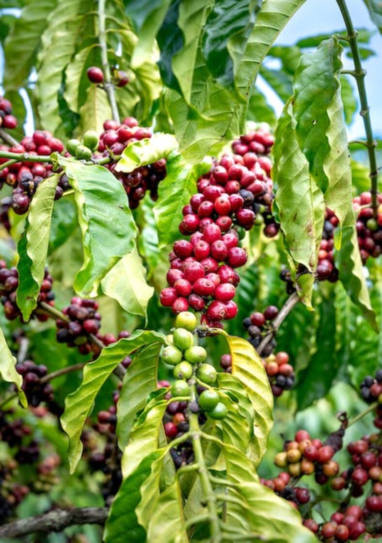 Onze top 5 kattenverjagers: bescherm je tuin effectief en diervriendelijk