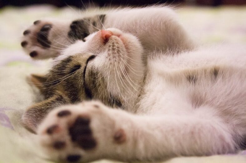 De ultieme drinkervaring voor je kat: onze topkeuzes getest!