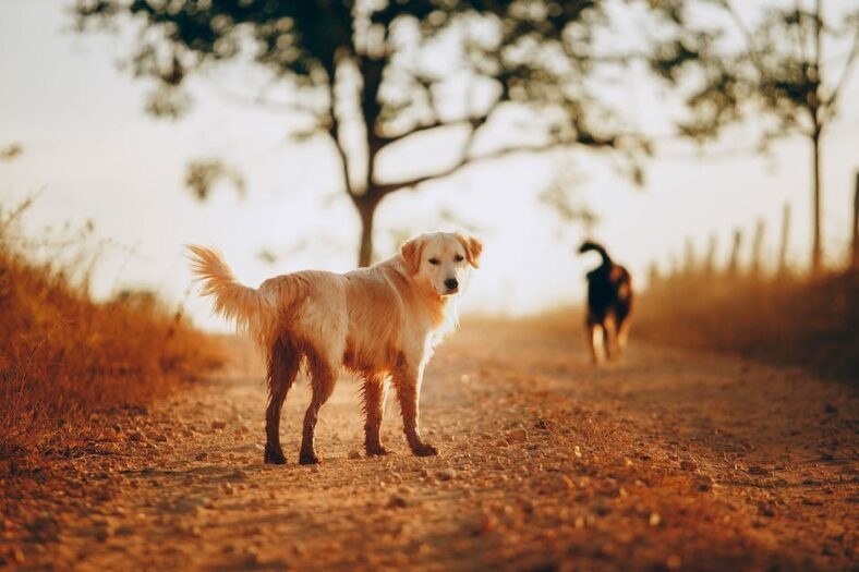 De ultieme koelmat voor je hond: onze topkeuze bij Deeerstedebeste.nl