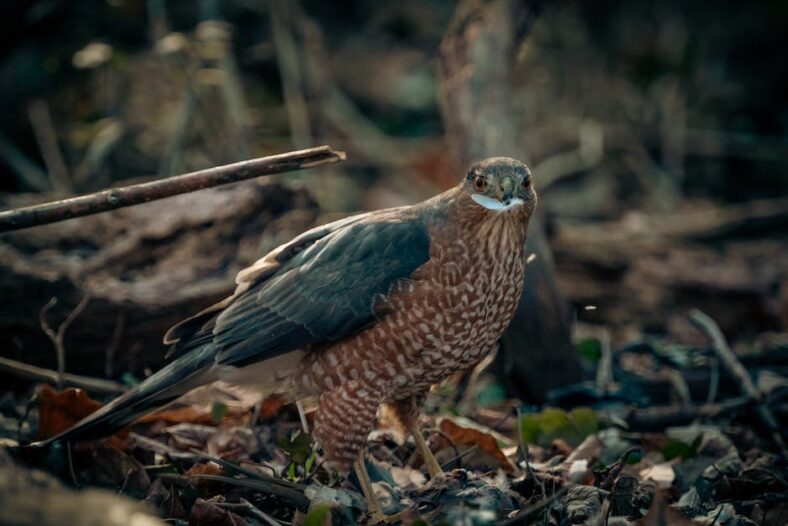 Wildcamera’s getest: ontdek de topkeuzes van Deeerstedebeste.nl!
