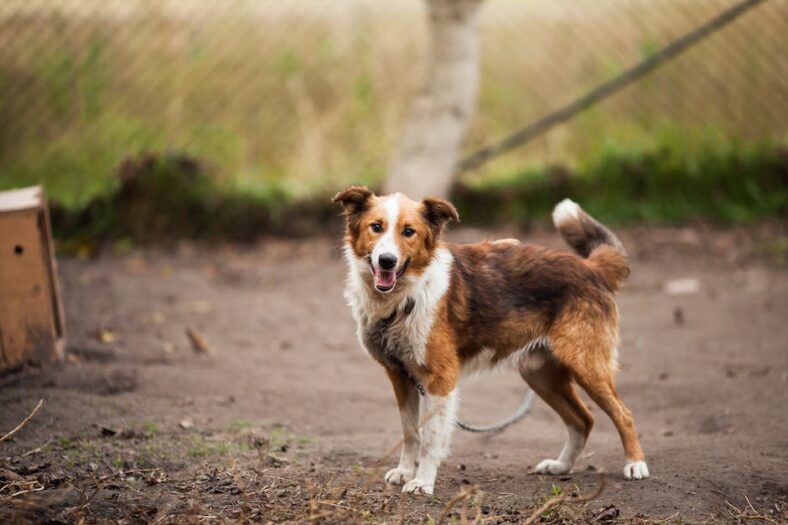 Top 5 koelmatten voor honden: onze favorieten van Deeerstedebeste.nl