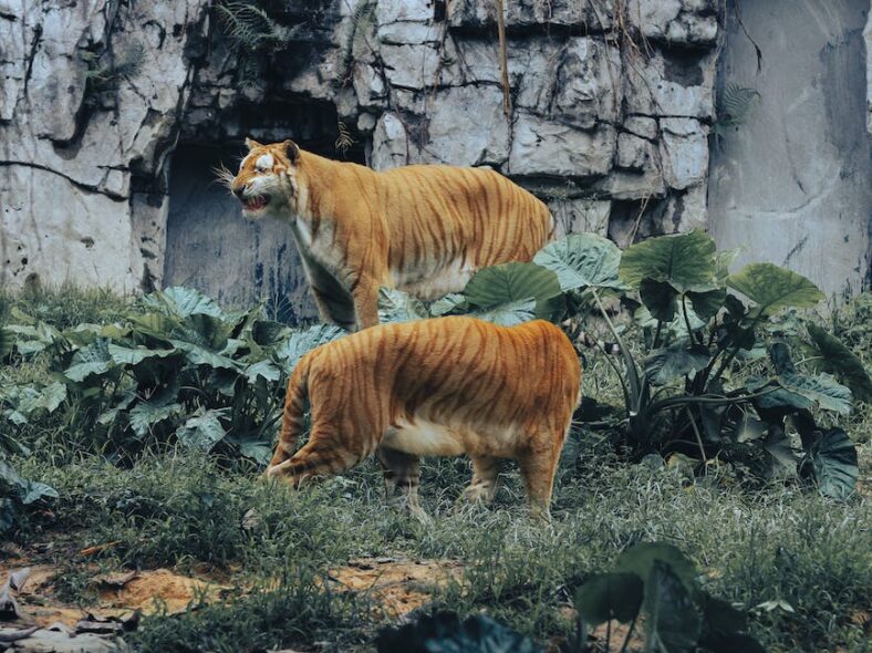 De ultieme beoordeling: top 5 wildcamera’s voor natuurliefhebbers